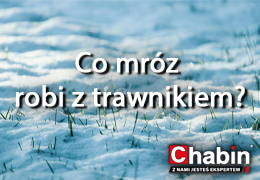 Ekstremalne mrozy a trawnik – co zrobić teraz, by nie żałować wiosną